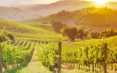 Overseas investor’s application to buy vineyards declined