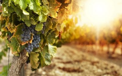 Seasonal work visa available to more people