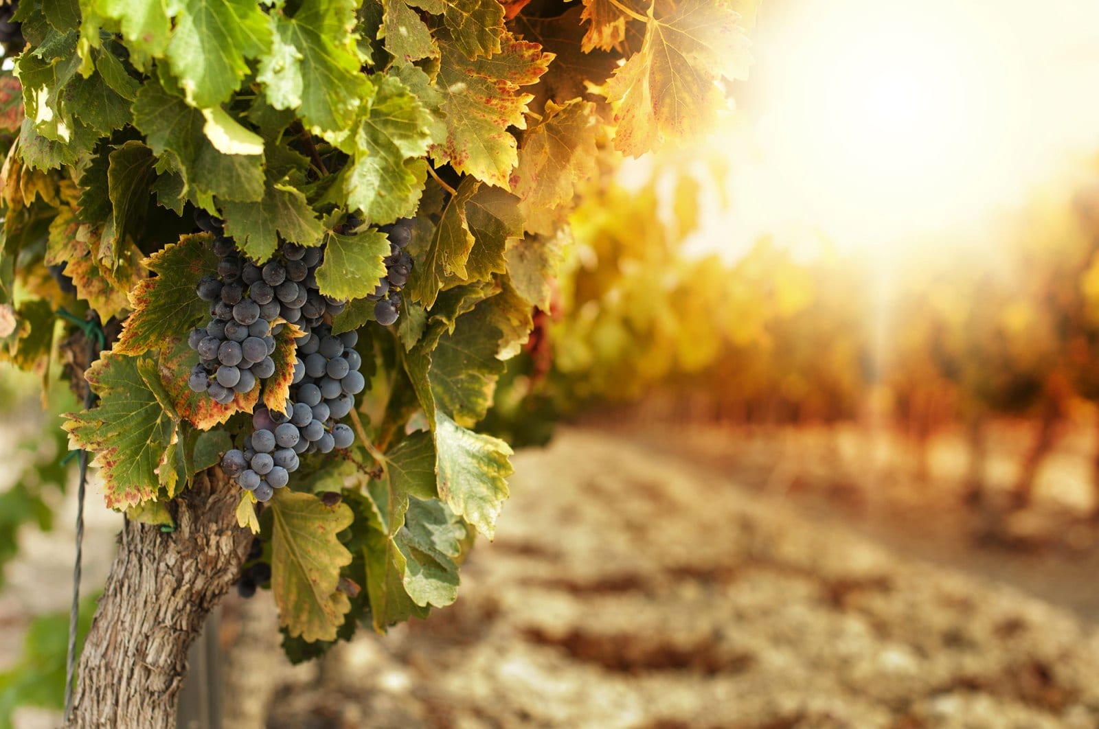 New Zealand horticulture industry need seasonal worker 